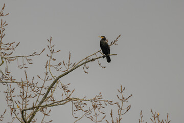Great Cormorant Perched on a Bare Branch Against a Soft Grey Sky