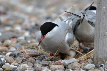 common tern