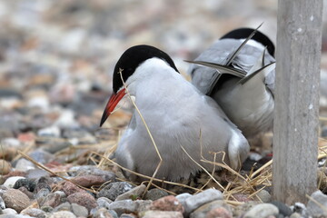common tern