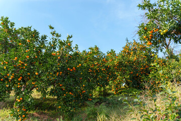 Mandarin Grove with Ripe Fruit on Mossy Trees