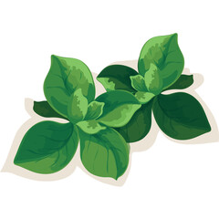 Two Sprigs Of Green Oregano Leaves With Shadow On Transparent Background