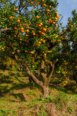 Mandarin Grove with Ripe Fruit on Mossy Trees