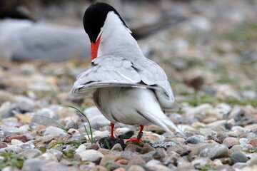 common tern