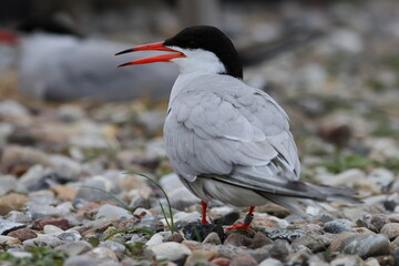 common tern