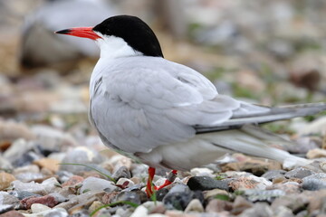 common tern