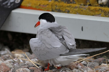 Fototapeta premium common tern