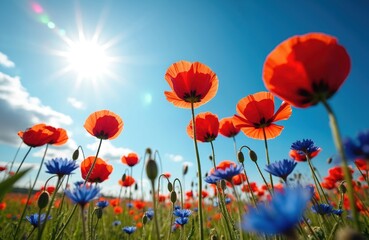 Fototapeta premium Red poppies and blue cornflowers bloom in a sunlit meadow under a clear blue sky. Low angle view shows vibrant petals and green stems. Natural beauty in rural landscape.