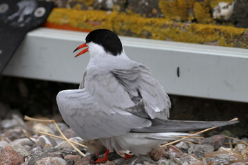 common tern