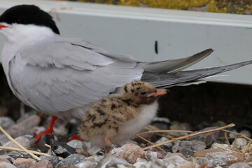 common tern