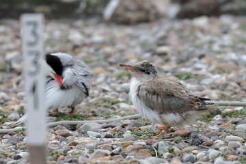 common tern