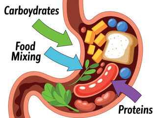 Diagram illustrates the process of food mixing and digestion of carbohydrates and proteins in the stomach.
