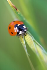Naklejka premium A vivid macro shot captures a ladybug perched delicately on a vibrant green plant stem, showcasing its striking colors and intricate details.
