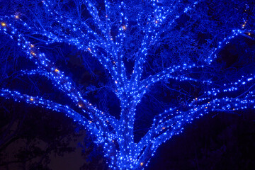 Blue Christmas lights wrap tightly around the trunk and branches of a tall tree at night. The bright glowing lights create a magical winter holiday scene.