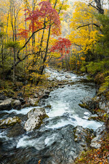 A vertical view of the Middle Prong of the Little River cascading over rocks, framed by trees with bright red and yellow autumn leaves in the Tremont section of Great Smoky Mountains National Park