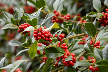 Red berries on the bush, floral background