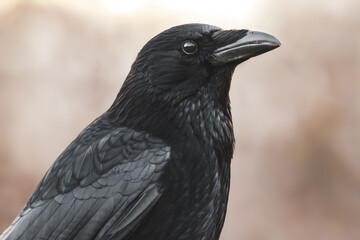 Naklejka premium Rabenkrähe Porträt