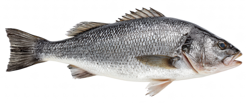 Raw sea bass with silver skin and realistic texture, isolated on transparent background, high-resolution seafood image, clean studio photo
