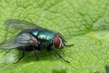 A striking close-up reveals a fly resting on a leaf, its iridescent body glistening in the light. Details captured offer a macro view.