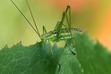 Closeup on a Striped Bush-Cricket , Leptophyes albovittata on top of a green leaf in North Bulgaria