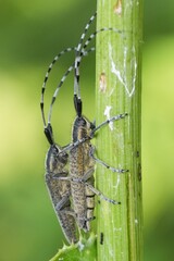 Two Agapanthia longhorn beetles cling to a green stalk. Their striped antennae and textured bodies add to the beauty of this moment.