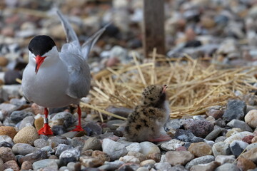 Obraz premium tern chick
