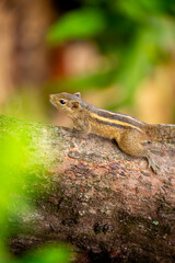Chipmunk against the backdrop of tropical nature. Chipmunk close-up, running along tree branches.