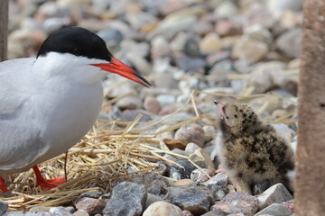 tern chick © Thomas