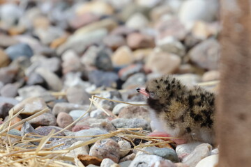 tern chick
