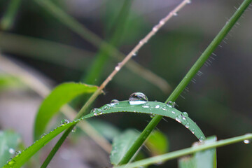 raindrops in the grass