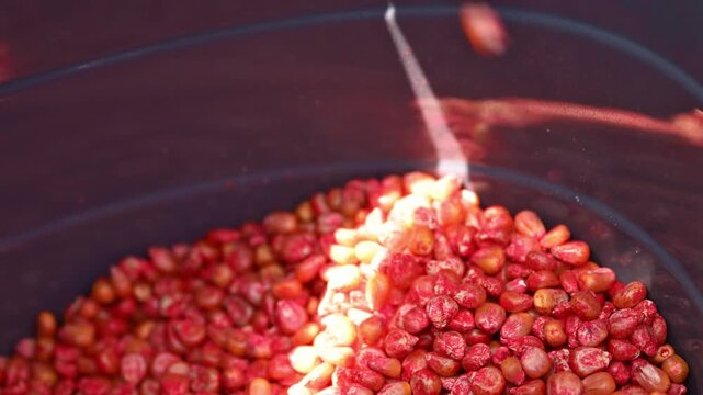 Chemically treated corn seeds inside agricultural seeder machine, prepared for planting during spring fieldwork. 4K.