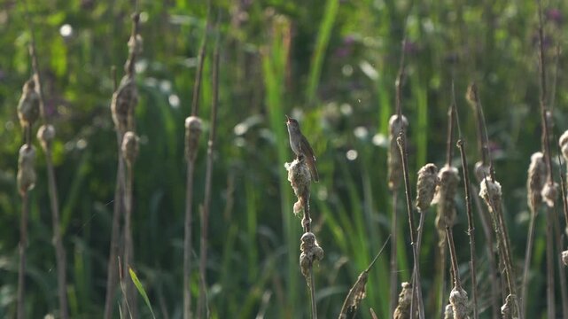 A male Savi's warbler (Locustella luscinioides) singing in the top of a cattail