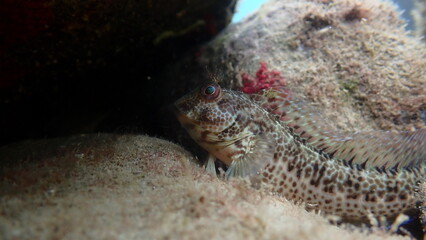 Ringneck blenny (Parablennius pilicornis) undersea, Ligurian Sea, Italy, Imperia
