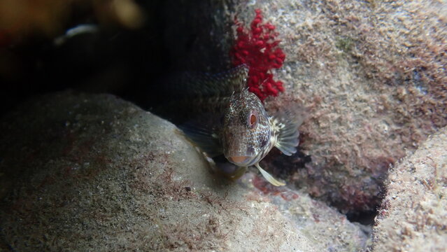 Ringneck blenny (Parablennius pilicornis) undersea, Ligurian Sea, Italy, Imperia