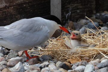 tern chick © Thomas