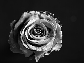 rose on black