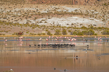 Obraz premium Wildlife Gathering at An Altiplano Stream