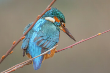 Eisvogel auf einem Zweig