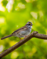 White-throated Sparrow Portrait 