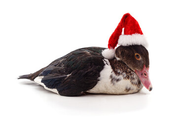 Duck wearing a Santa hat isolated on white background.