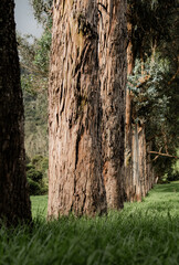 Fila de troncos de árboles en bosque natural iluminado por luz suave