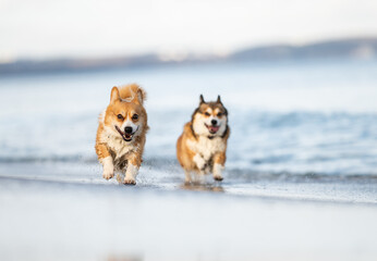 Happy Corgi Dog Running and Splashing on the Beach