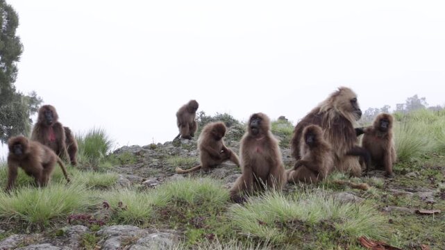 Ethiopia, Simien Mountains National Park. A herd of the Geladas (Gelada baboon, Theropithecus gelada, commonly known as the bleeding-heart monkey) traversing the boundless Simien Mountains plateaus