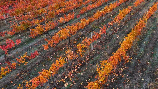Aerial drone view of a colorful vineyard in Moldova during autumn, with rows of vines displaying vibrant yellow, orange, and red leaves