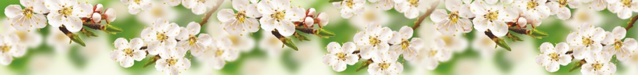 White cherry blossoms on green blurred background creating a bright natural floral composition with spring mood