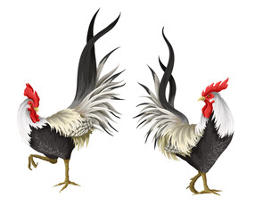 Roosters isolated on the white background. Vector.