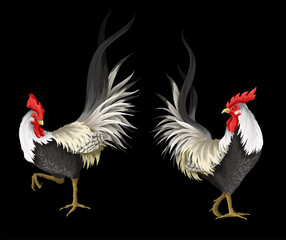 Roosters isolated on the white background. Vector.