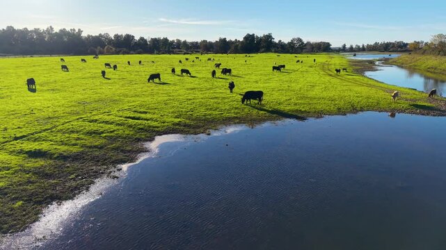 Vacas pastando en prado verde vistas desde dron, naturaleza rural a&eacute;rea