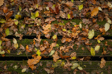Fallen autumn leaves on wet wooden background