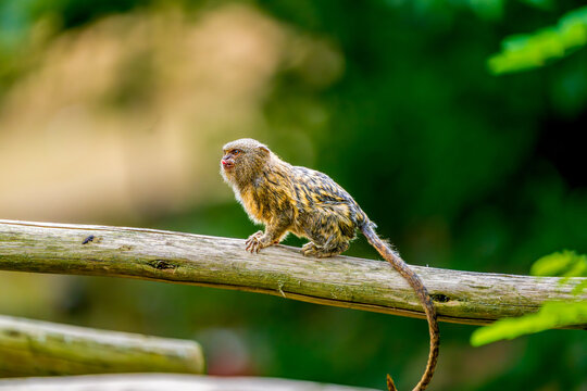 Tiny Pygmy Marmoset Perched on a Branch in a Lush Green Forest