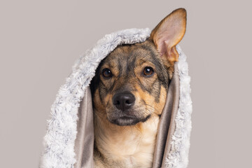 Cozy pet wrapped in a warm blanket for comfort on winter days at home, listening to sounds.
